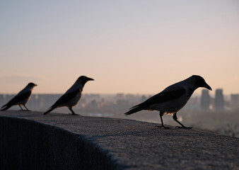 Fototapeta premium Silhouette of a gray crows on a concrete parapet against the background of a blurred cityscape at dawn. Kyiv, Ukraine.