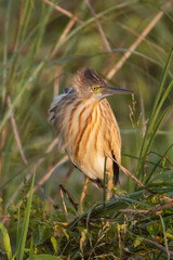 Yellow Bittern perched on a tree twig in a grassland