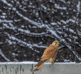 kestrel in frosty town