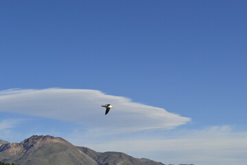 Fototapeta premium patagonian seagull