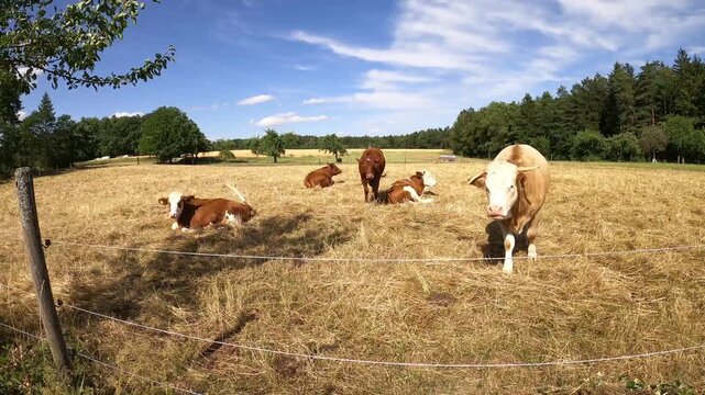 K&uuml;he Laufen und liegen drau&szlig;en auf einem Bio Bauernhof. Fleckvieh Rinder im Sommer frei