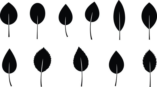 "Black silhouette illustration set of twelve leaf shapes with smooth and serrated edges for botanical, educational, and design projects"