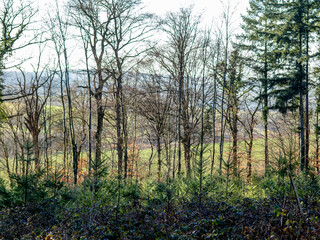 Obraz premium Wiederaufforstung im Mischwald