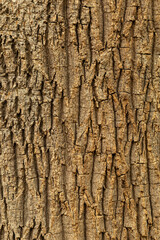 Naklejka premium The surface of a tree trunk is shown, highlighting the texture and pattern of the bark. The sunlight creates shadows that enhance the details of the rough surface