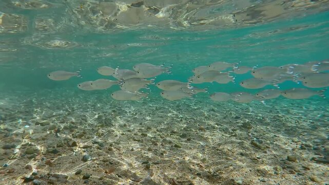School of Flagtail fish swims shallow water over sandy-stony seabed on sunny day. Striped flagfish or Five-stripped Flagfish (Kuhlia mugil)