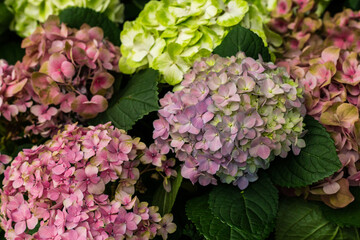 Hydrangea flowers bloom in shades of pink, purple, and green among vibrant green leaves. This scene shows spring nature in a garden setting with bright colors