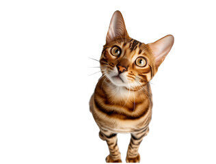 bengal cat, cute cat, kitten, domestic cat, pet cat, feline, animal portrait, cat portrait, looking up, curious cat, sitting cat, playful cat, adorable animal, fluffy cat, spotted cat, exotic cat bree