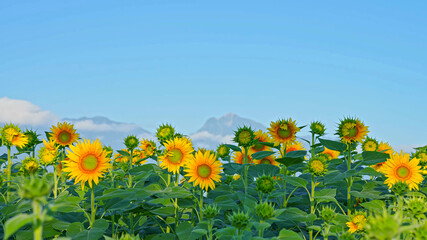 Fototapeta premium Agricultural field for sunflower oil production, currently in the flowering and bee pollination process