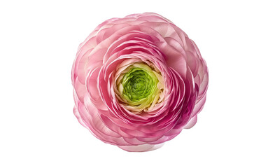 a top-view photograph of a ranunculus flower, soft pink with a green center on a white background, isolated at the edges, high-resolution photography, insanely detailed, natural lighting, professional