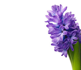  a purple hyacinth flower in full bloom, against a white background, captured through macro photography in a studio setting. this high-resolution, high-quality, and highly detailed photograph showcase
