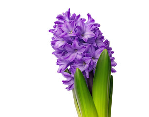  a purple hyacinth flower in full bloom, against a white background, captured through macro photography in a studio setting. this high-resolution, high-quality, and highly detailed photograph showcase