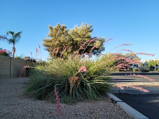 Arizona Desert Native Red Yucca