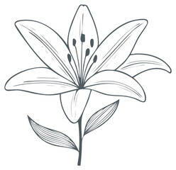 Obraz premium Elegant hand drawn lily flower illustration with detailed petals and delicate stem