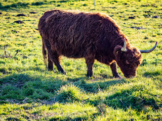 Fototapeta premium Galloways grasen auf einer Weide