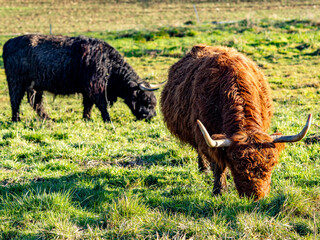 Fototapeta premium Galloways grasen auf einer Weide