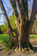 Fototapeta premium Old big tree in the park. Spring time. The concept of nature and environment