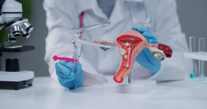 Gynecologist use medical plastic speculum for examination on women reproductive system model in clinical.