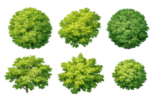 Green trees asset with various deciduous foliage types, an overhead view for landscape architecture and 2d mapping on transparent background
