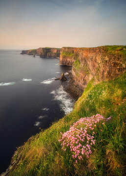 View of dramatic cliffs meeting the dark ocean, adorned with vibrant green grass and delicate pink flowers, creating a stunning contrast, Cliffs of Moher, County Clare, Ireland.