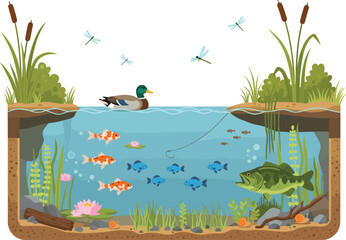 Freshwater Pond Ecosystem Cross Section Vector Illustration with Underwater Fish, Mallard Duck, Water Lilies, Aquatic Plants, and Dragonflies for Nature Education and Biology © Kulsum