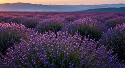 Obraz premium Field of purple lavender flowers under pink sunset sky, showing depth and vastness, symbolizing tranquility, natural beauty, and aromatic experience