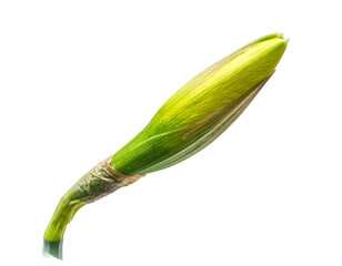 Green flower bud isolated png on transparent background