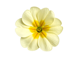 Yellow primrose flower isolated png on transparent background