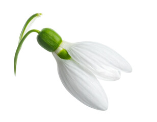 Snowdrop flower isolated png on transparent background