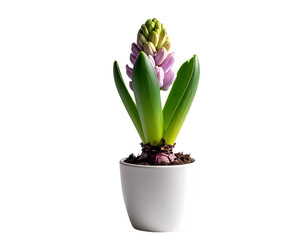 Hyacinth flower isolated png on transparent background