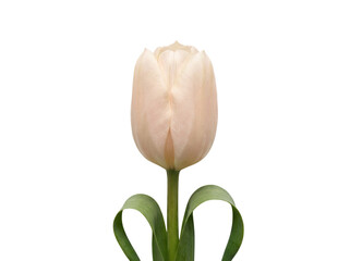 Pale tulip bud isolated png on transparent background
