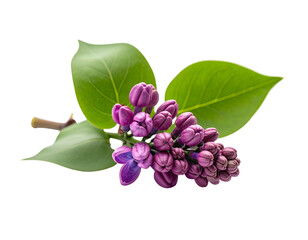 Lilac flowers branch isolated png on transparent background