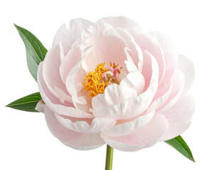White peony blossom isolated png on transparent background