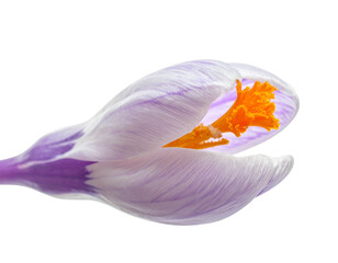 Purple crocus flower isolated png on transparent background