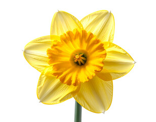 Yellow daffodil flower isolated png on transparent background