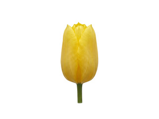 Yellow tulip flower bud isolated on transparent background png