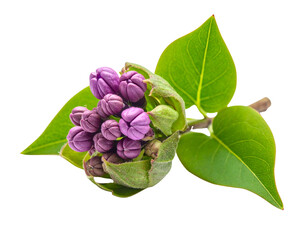 Green lilac branch isolated on transparent background png