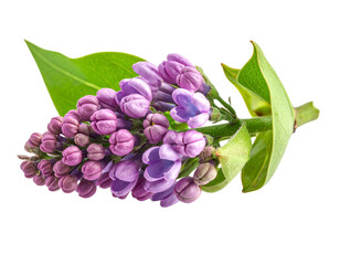 Purple lilac blossoms flower isolated on transparent background png