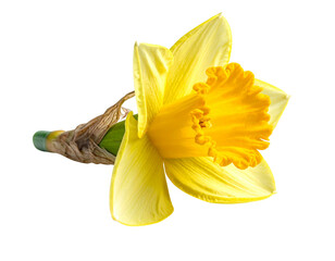 Yellow daffodil botanical flower isolated on transparent background png