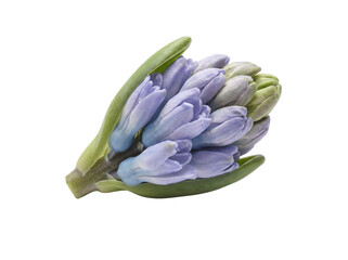 Blue hyacinth botanical isolated on transparent background png