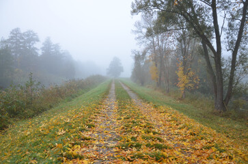 Herbstnebel im Spreewald