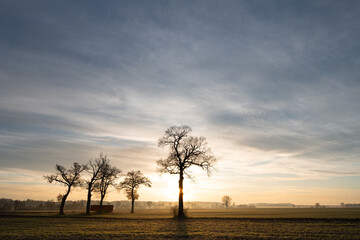 The sun rises behind bare trees. The sky is still dark. The trees are bare.