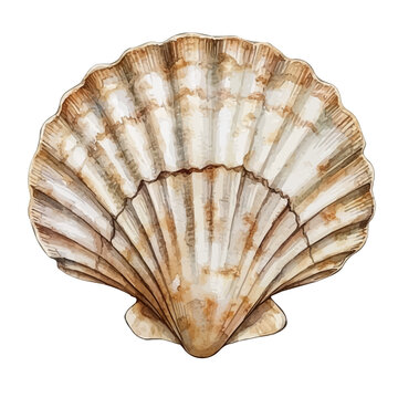 Scallop, elegant watercolor vector painting with refined details, isolated on a white background.