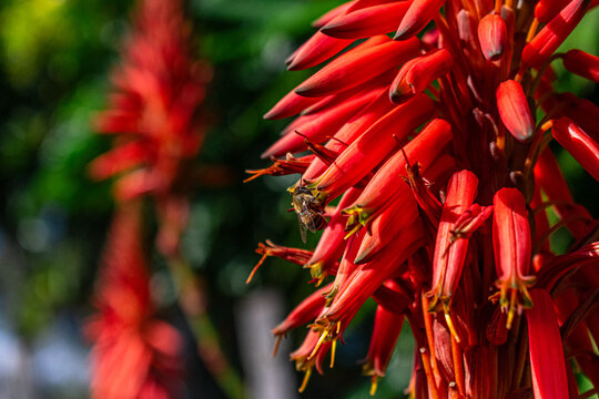 Flora: Flor de Babosa