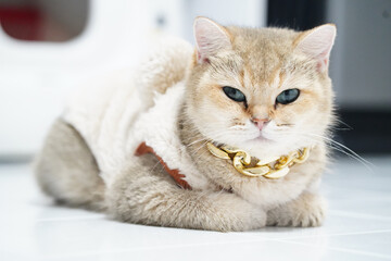 Fototapeta premium Fluffy cat wearing stylish gold chain, lounging comfortably on clean floor. cat expression is calm and regal, showcasing its unique personality and charm