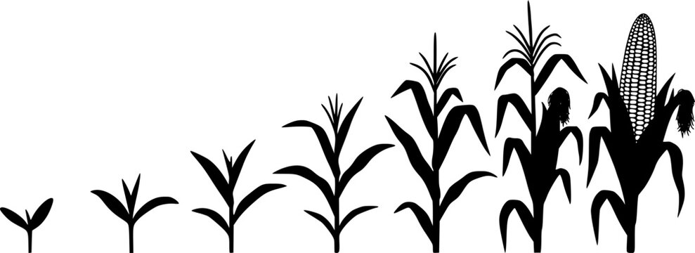 Corn plant growth stages illustration with leaves and cob on transparent background silhouette
