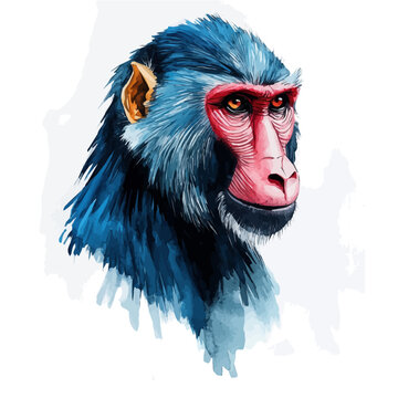 watercolor of Mandrill, hand-drawn, isolated on a white background.
