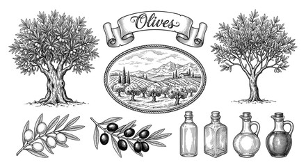 Olive tree, branches, oil bottles and grove line art