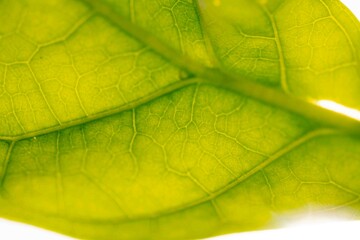 green leaf texture and background