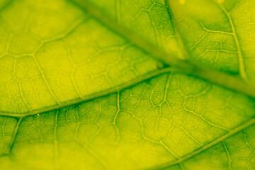 green leaf texture and background