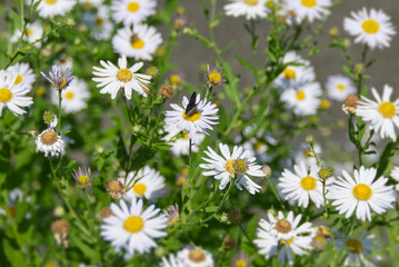 Male Sooty Copper (Lycaena tityrus) butterfly sitting on a daisy in Zurich, Switzerland © Janine